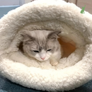 Saquinho de Dormir para Gatos