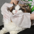 Luva Umedecida Antibacteriana para Pets