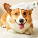 Luva Umedecida Antibacteriana para Pets