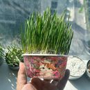 Grama Orgânica De Gato