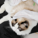 Luva Umedecida Antibacteriana para Pets