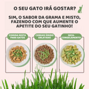 Grama Orgânica De Gato