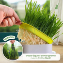 Bandeja de Grama para Gatos