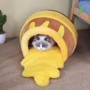 Caminha para gatinhos - Mel