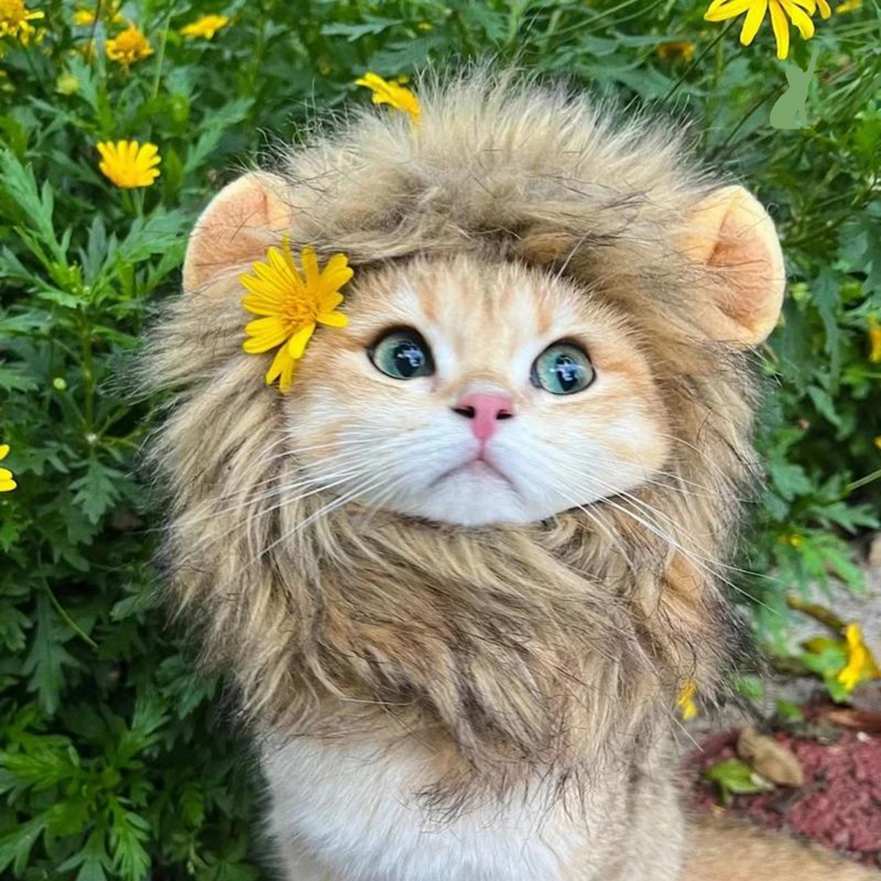 Touca para Gatos - Leãozinho