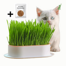 Bandeja de Grama para Gatos