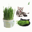 Vaso de Grama para Gatos